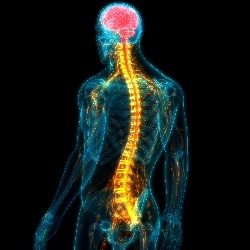 Highlight of spine referring to spinal cord injury