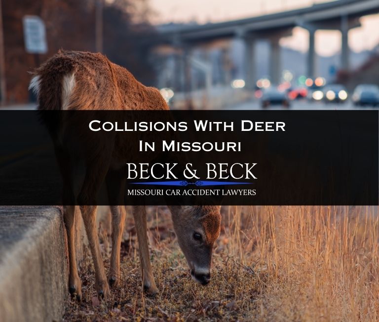 Close up of deer eating next to a freeway in Missouri related to a case handled by Beck & Beck Missouri Car Accident Lawyers